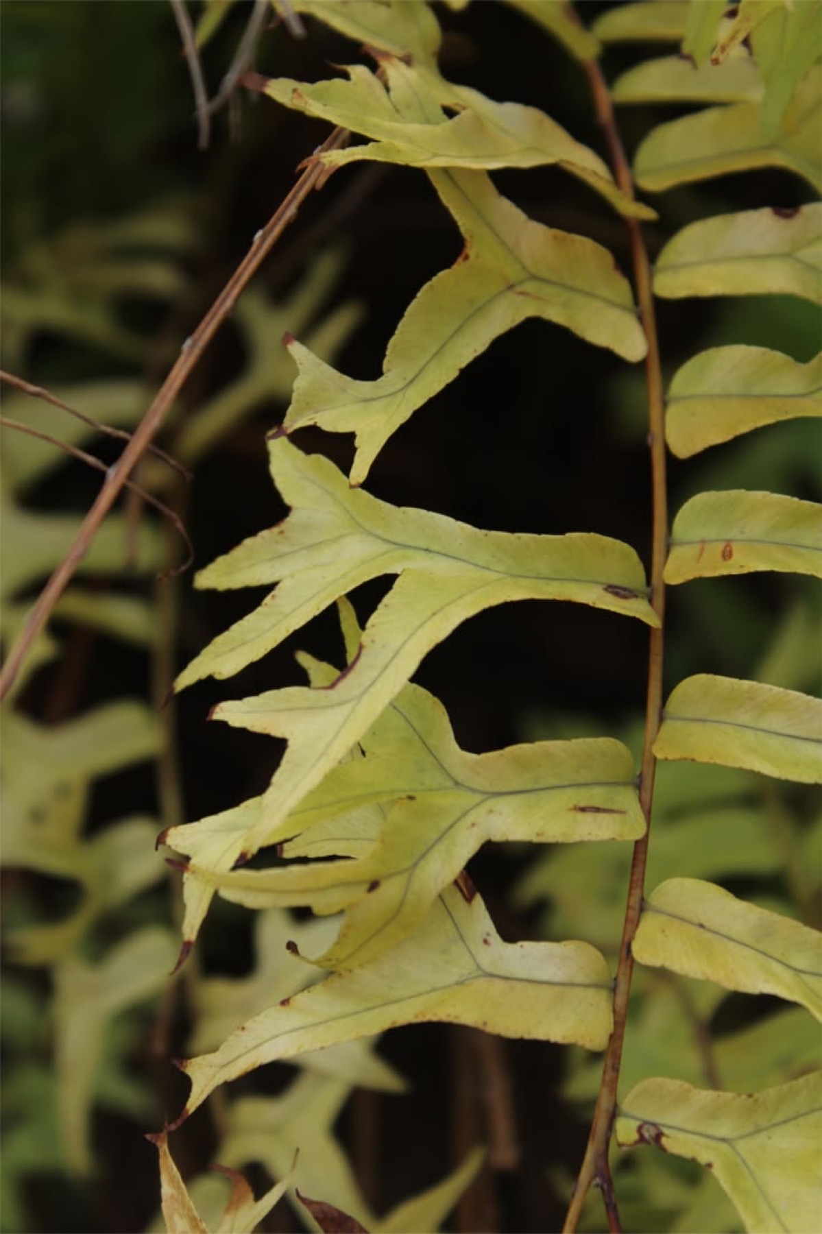 Fern leaves